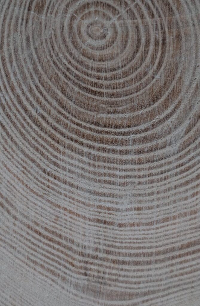 Detailed view of concentric rings on a wooden log, representing growth patterns over time.